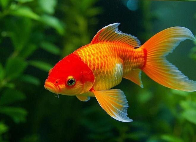 金龍魚和金魚能混養(yǎng)嗎？